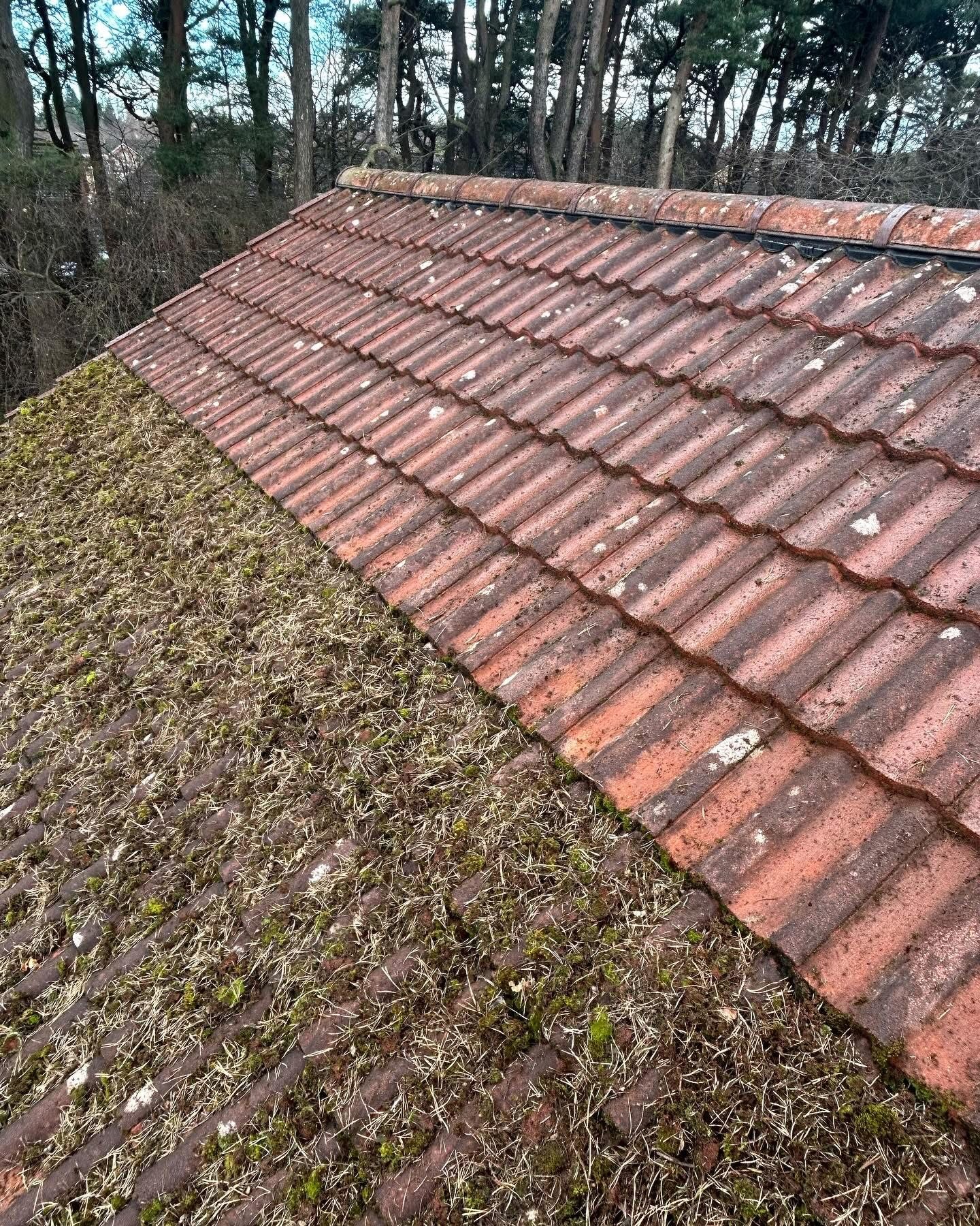 Moss Removal Harrogate