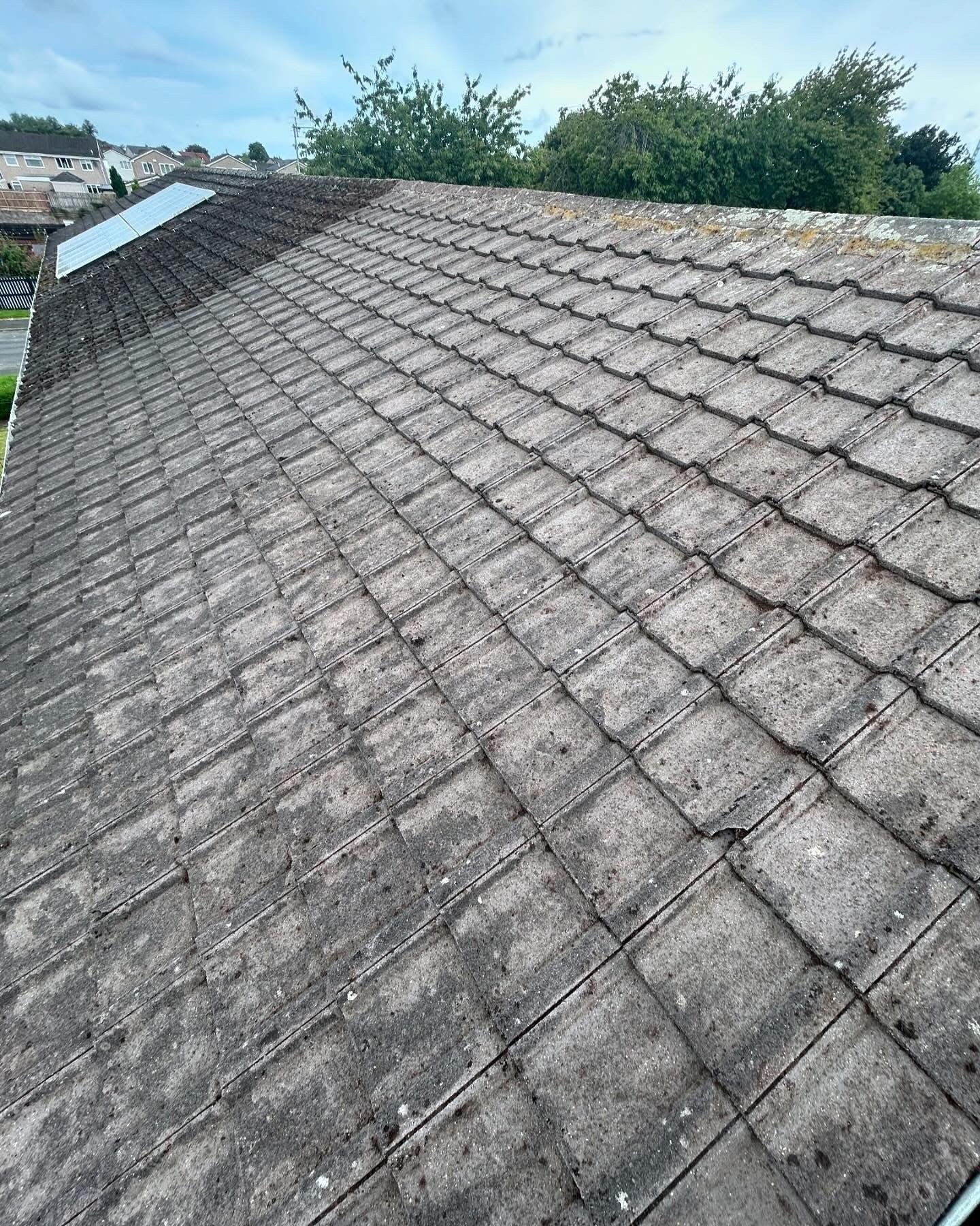 Moss removal close-up